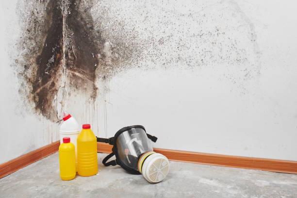 Trusted Floris, VA Mold Removal Experts