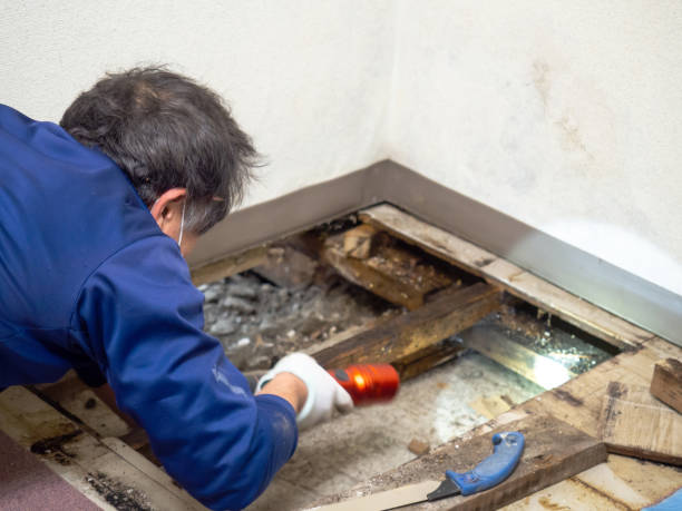 Best Water Damage Restoration  in Floris, VA