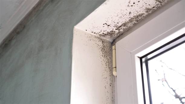Best Commercial Mold Removal  in Floris, VA