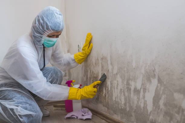 Best Crawl Space Mold Removal  in Floris, VA