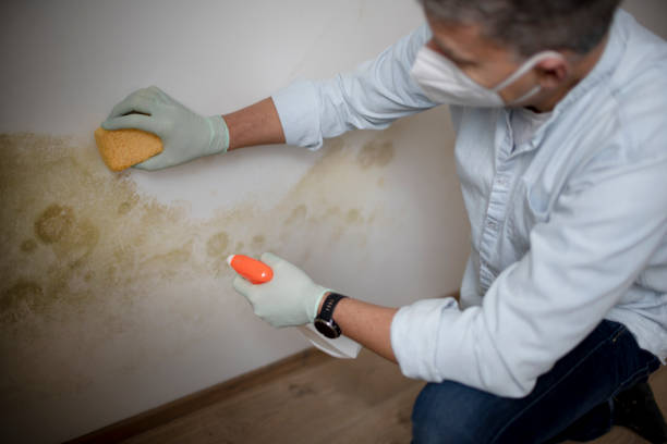 Best Certified Mold Removal  in Floris, VA