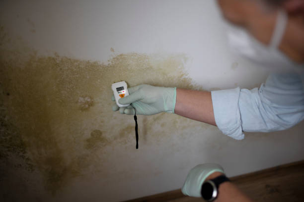 Attic Mold Removal in Floris, VA