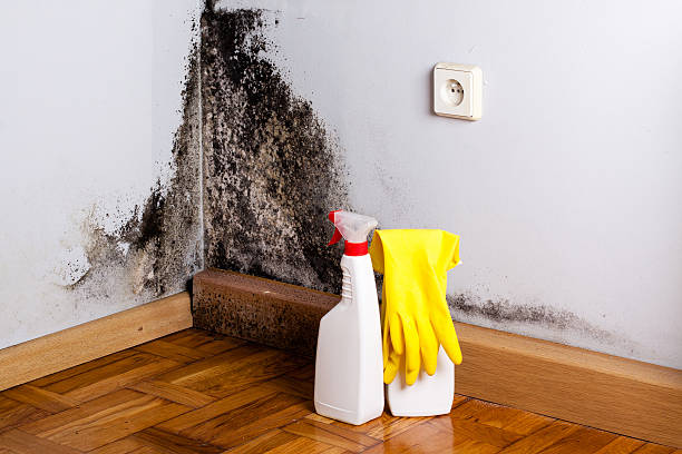 Best Mold Removal Company Near Me  in Floris, VA