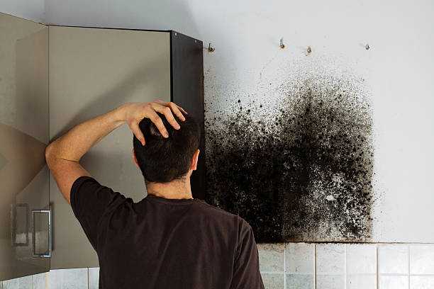 Best Mold Cleaning Services  in Floris, VA