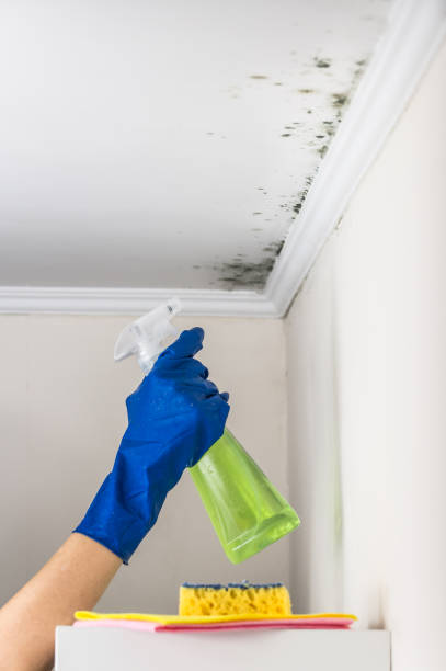 Best Mold Removal and Inspection  in Floris, VA