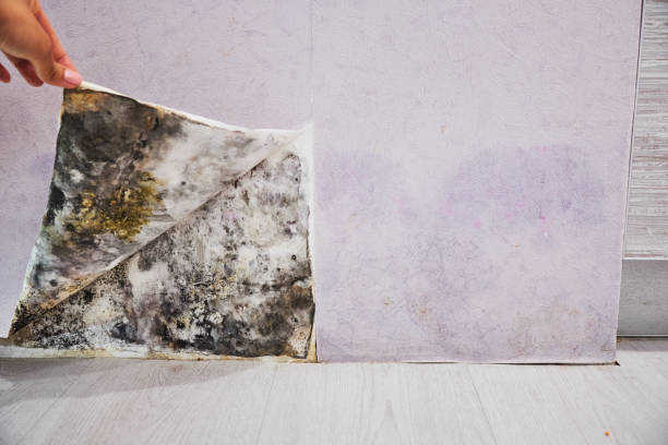Best Mold Testing  in Floris, VA